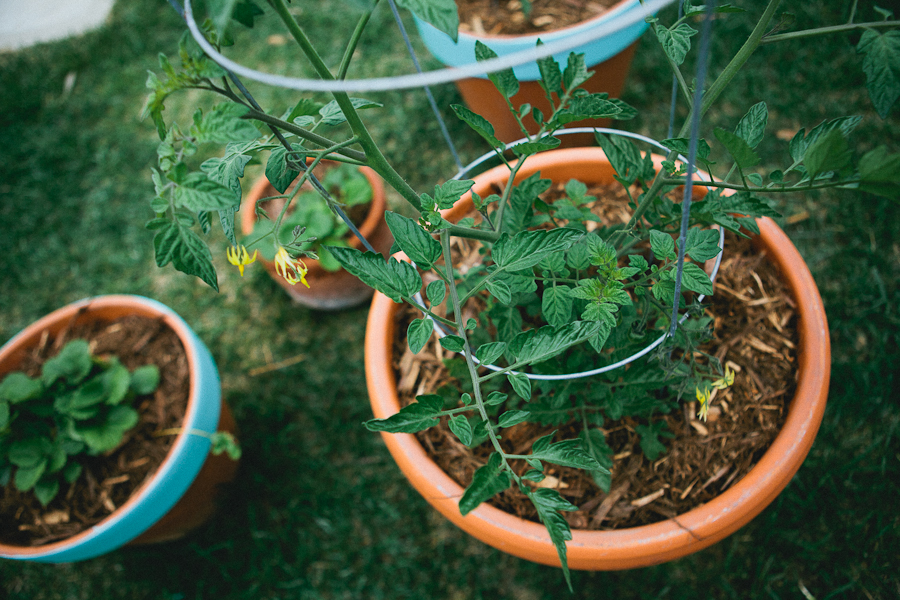 Mother to potted plants and a baby flown away . . . Â» Sharon McKeeman Blog